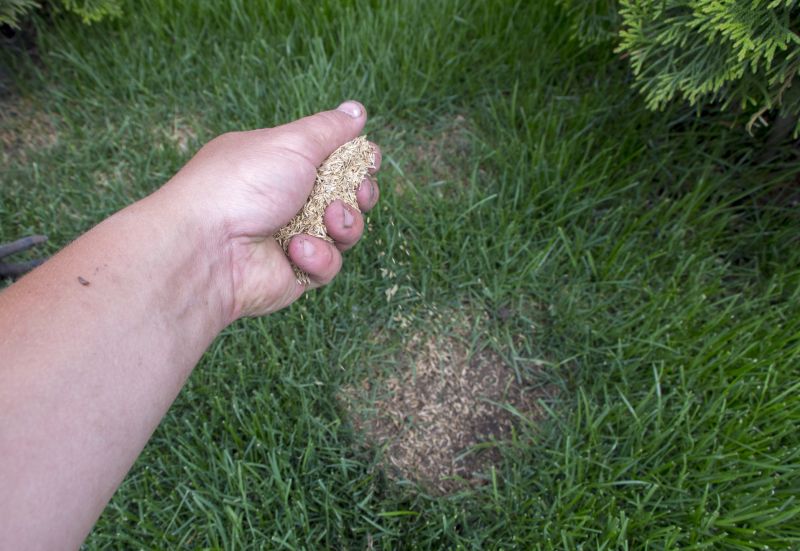 Spring Grass Seeding in Honolulu, HI
