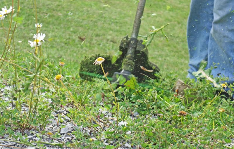 Cost of Weed Whacking — Cost of Weed Whacking