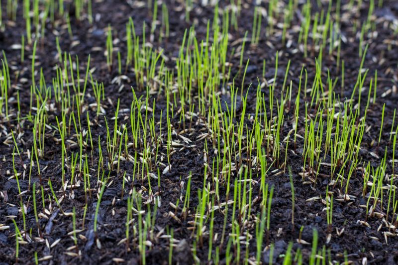 Lawn Seeding in Honolulu, HI